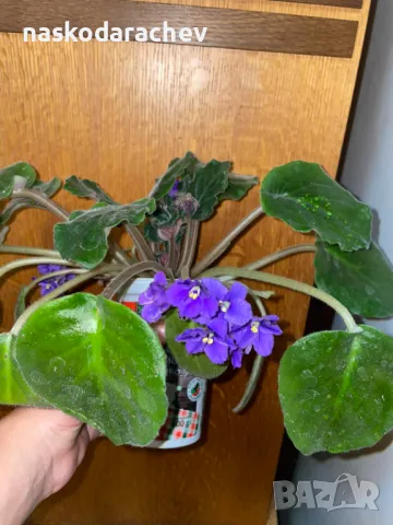 Теменужка, теменужки, сенполия синя, син цвят, снимка 10 - Стайни растения - 48091843