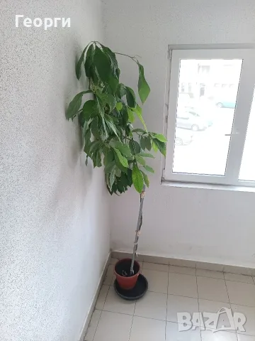 Продавам дърво авокадо
