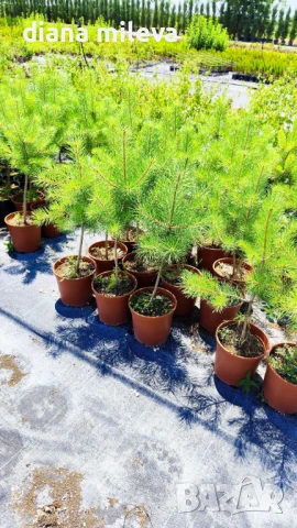 Бял бор, Pinus sylvestris, снимка 3 - Градински цветя и растения - 43936306