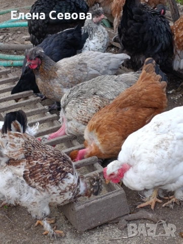 Яйца за люпене от Съсекс, голошийки и качулати 