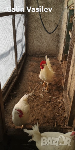 оплодени яйца от БЯЛ ЛЕГХОРН, снимка 6 - Кокошки и пуйки - 53174499