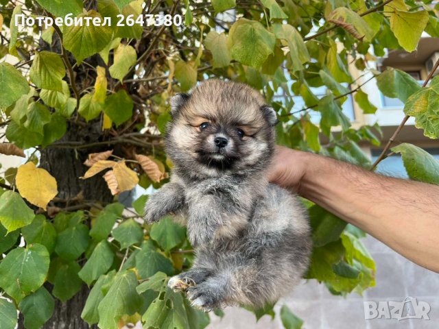 Померанчета, снимка 5 - Померан - 42662808