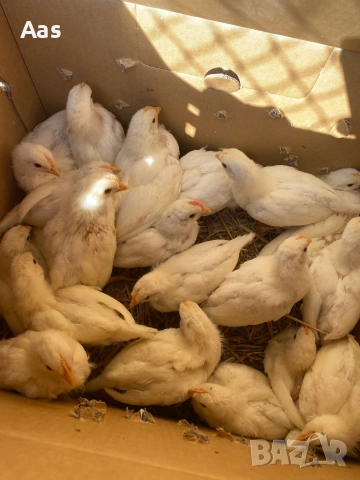 Пилета легхорн