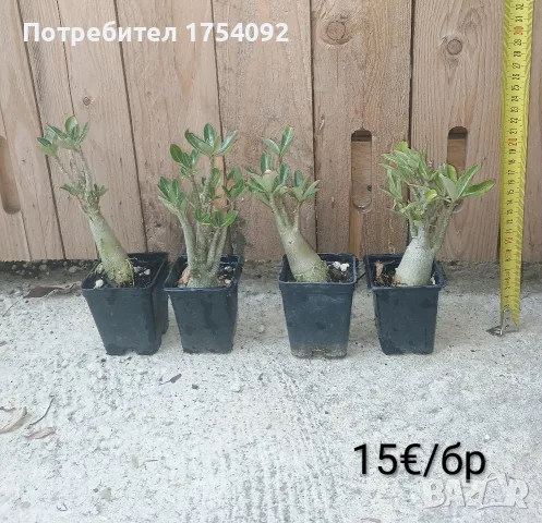 Adenium Obesum - пустинна роза 