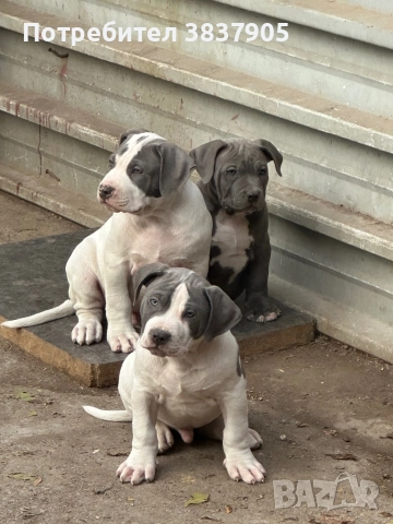 Американко були хл, снимка 3 - Американски стафордширски териер - 52507402