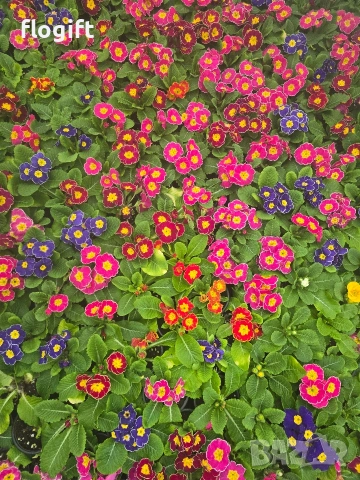 Иглика , снимка 2 - Градински цветя и растения - 53827015