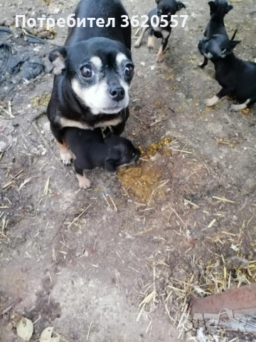 Пинчер, снимка 6 - Пинчер - 52972639