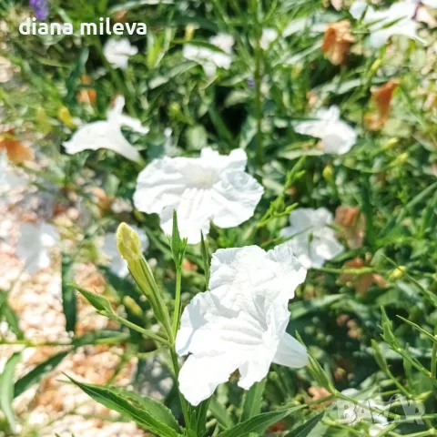 Продава се Руелия, Мексиканска петуния, Ruellia,  Mexican Petunia!!, снимка 4 - Градински цветя и растения - 55825095