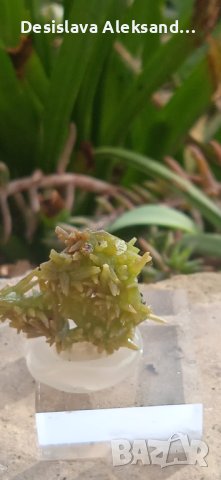 Пироморфит от Китай , снимка 2 - Колекции - 44200328