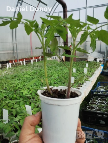 РОЗОВА МАГИЯ + още над 150 сорта домати, снимка 3 - Разсади - 53730607