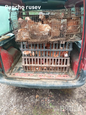 продават се червени кокошки носачки , снимка 2 - Кокошки и пуйки - 53382025