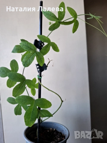 Бяла пасифлора, passiflora Constance Elliot, снимка 3 - Стайни растения - 53702464