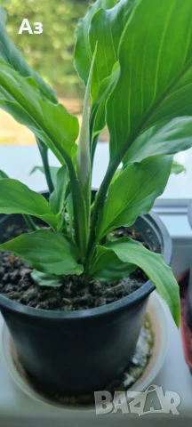 Цветя Спатифилум - в начало на цъфтеж, 6 броя налични