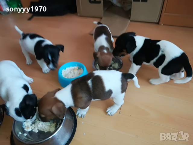 ДЖАК МЪЖКО ЖЕНСКО СЛАДКО КУЧЕНЦЕ 2903221133, снимка 6 - Джак ръсел териер - 36267106