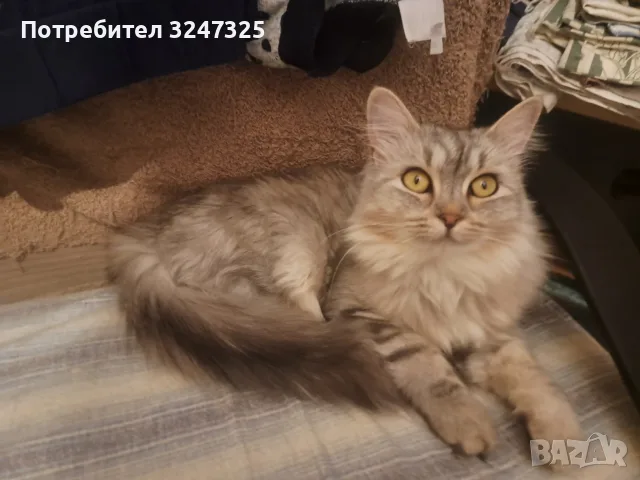 СИБИРКИ РИГДОЛ..