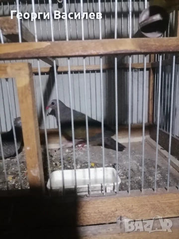 Екзотична птица зелено крила, снимка 2 - Гълъби - 53295260