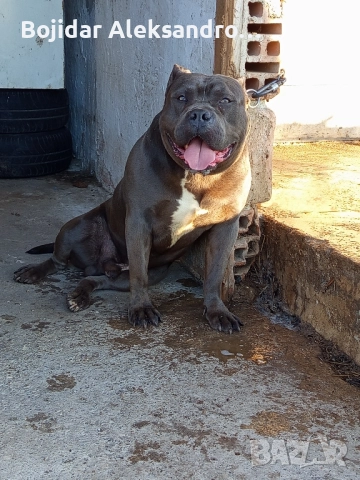американски питбул/були .налично мъжко , снимка 4 - Питбул - 52580071