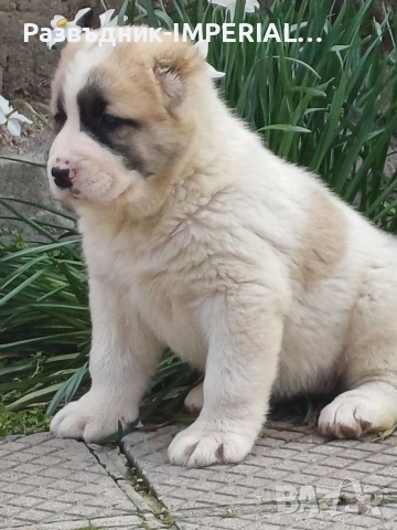 САО-Алабай, снимка 3 - Алабай - 53581626