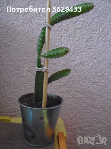 Драконов плод младо растение на 1 година