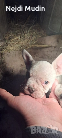 френски булдочета, снимка 10 - Френски булдог - 53112390