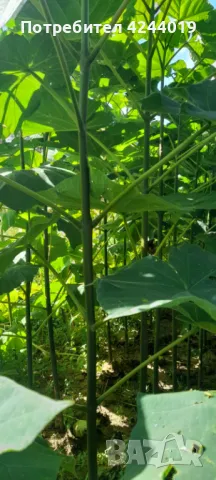 Фиданки Пауловния, снимка 2 - Стайни растения - 47609525