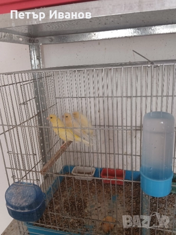 Канарчета млади 2025г. и 2024г., снимка 8 - Канари - 52541500