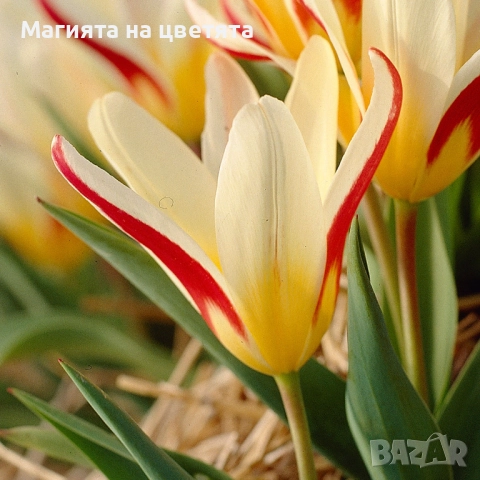 Разпродажба Лалета луковици 10 цвята, снимка 2 - Градински цветя и растения - 52306166