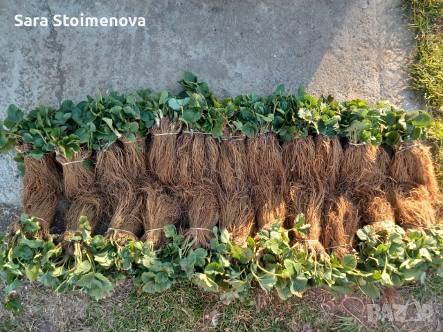 Разсад ягоди, снимка 2 - Разсади - 53829315