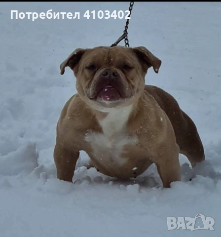 Американско були-покет 