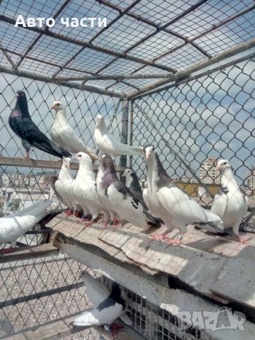 Пазарджишки гълаби, снимка 11 - Гълъби - 33845813