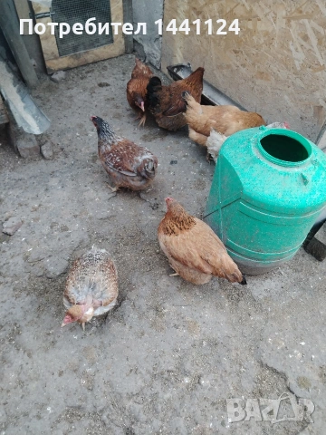 Оплодени яйца няколко вида 0.50¢, снимка 3 - Кокошки и пуйки - 49744271