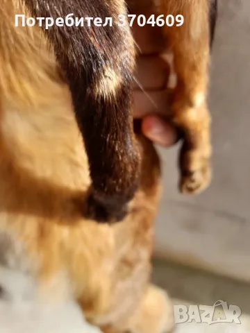 Кожа от лисица