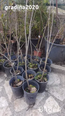 Asimina triloba, Асимина, Пау-пау, Индиански банан, снимка 10 - Разсади - 41973671