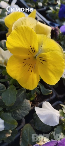 Продавам теменужки, снимка 4 - Градински цветя и растения - 53522788