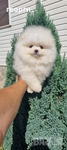 померан мини померанче, снимка 9 - Померан - 51192658