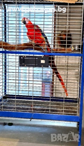 Скарлет Ара 4 г., снимка 2 - Папагали - 52448510