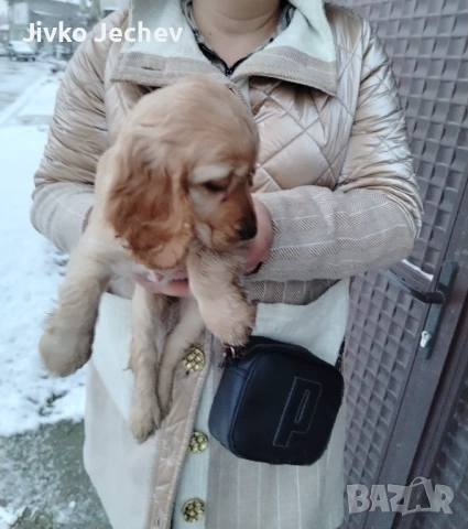 Кокер Шпаньол , снимка 2 - Кокер шпаньол - 53126559