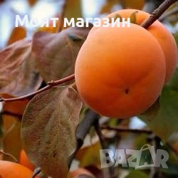 Райска ябълка 4 вида, снимка 2 - Градински цветя и растения - 53632049