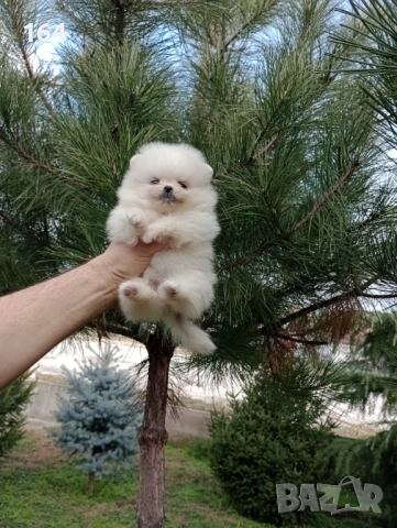 Померани. Реални снимки от 22.12.25, снимка 2 - Померан - 52809073