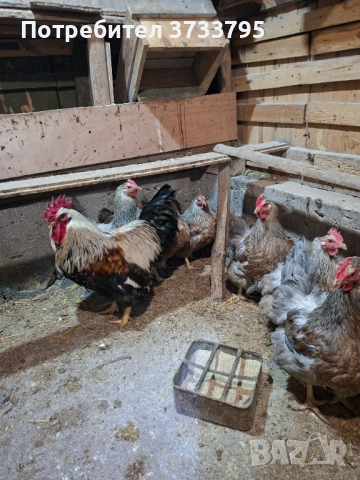 Катунски кокошки, снимка 4 - други­ - 53697525