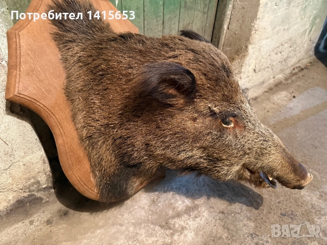 Продавам препарирано диво прасе, снимка 4 - Антикварни и старинни предмети - 52502491