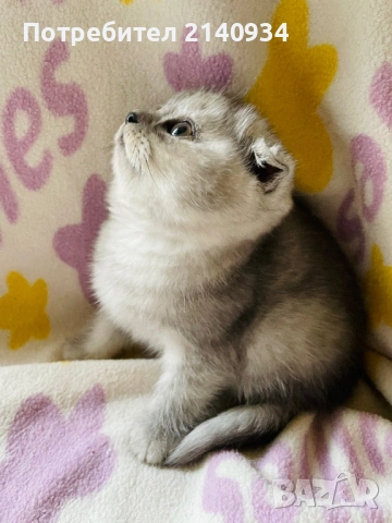 Шотландско клепоухо момиче. Сръбрена чинчила. Scottish fold