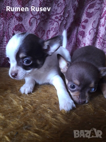 Продавам чихуахуа