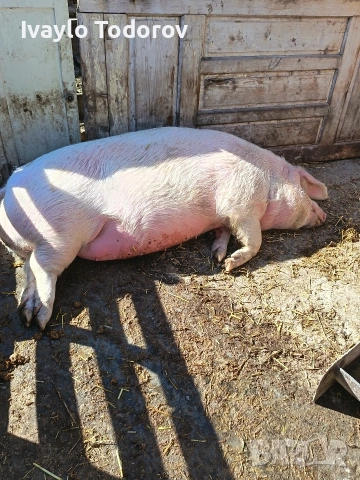 Прасе над  200 кг. 