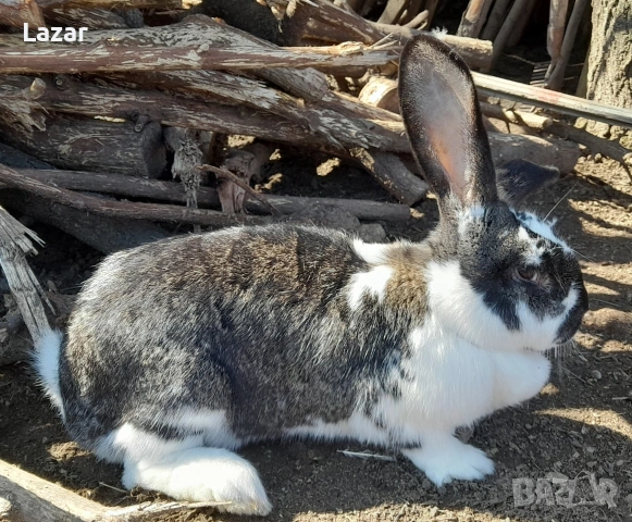Продавам зайки