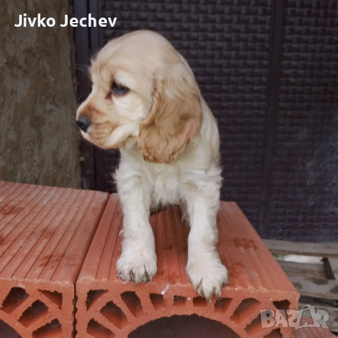 Кокер Шпаньол 