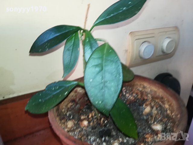 ЦВЕТЕ В САКСИЯ-ДЪРВОТО НА ПАРИТЕ 1802241018, снимка 16 - Стайни растения - 44349238