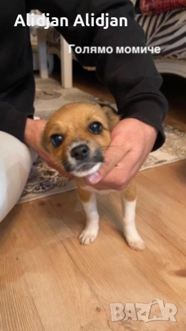 Продават се Чихуахуа и Пинчери, снимка 4 - Чихуахуа - 52679347