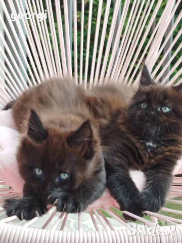 Котенца Мейн Кун , снимка 4 - Мейн кун - 56106222