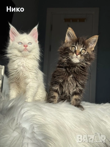 Мейн кун котенца / Мейн куун котенца / Maine coon kittens, снимка 5 - Мейн кун - 50068719